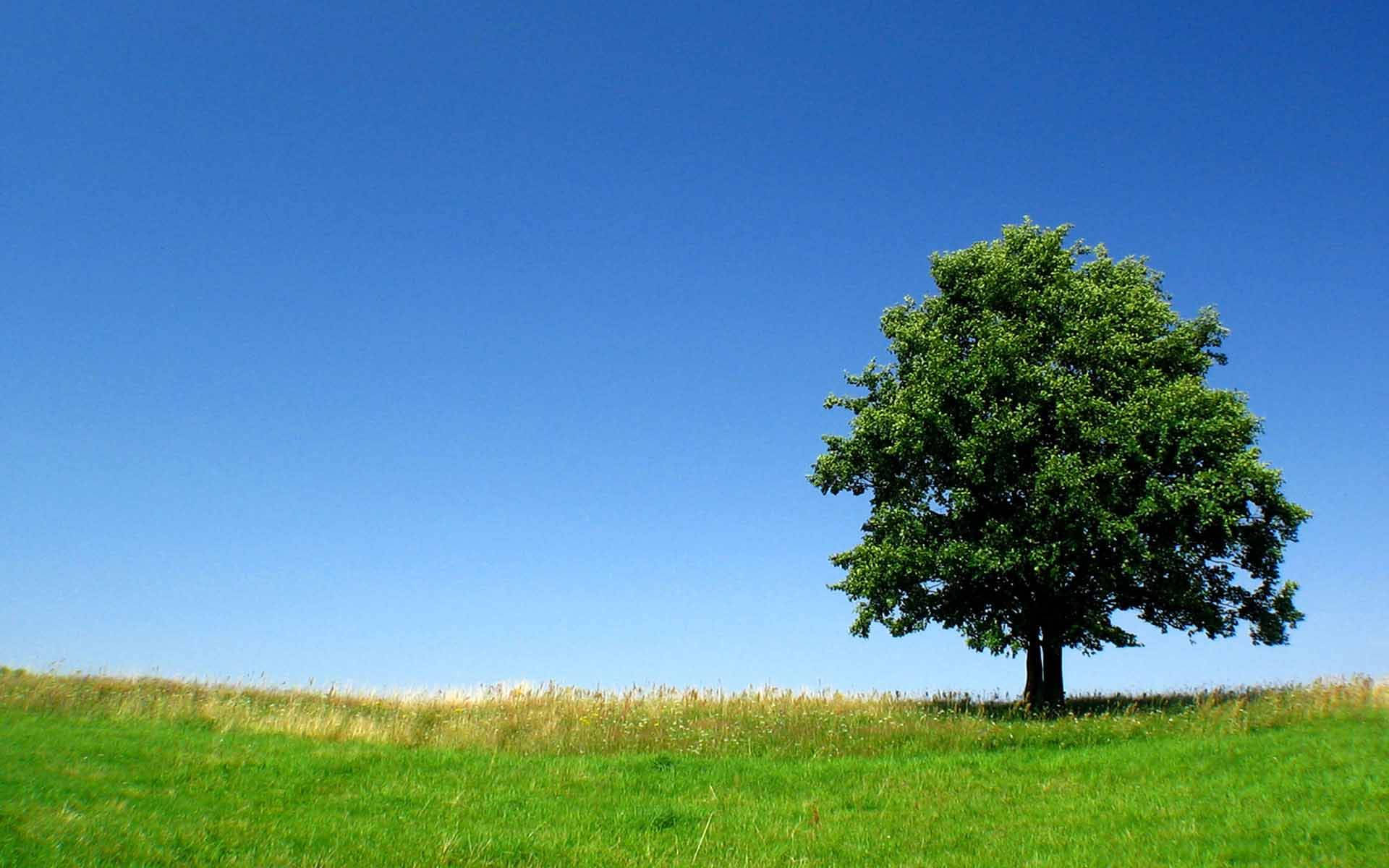 Green Tree Wallpaper