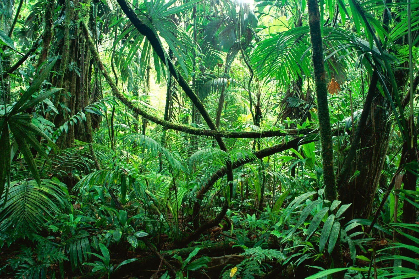 Background Jungle Background Kindle Pics
