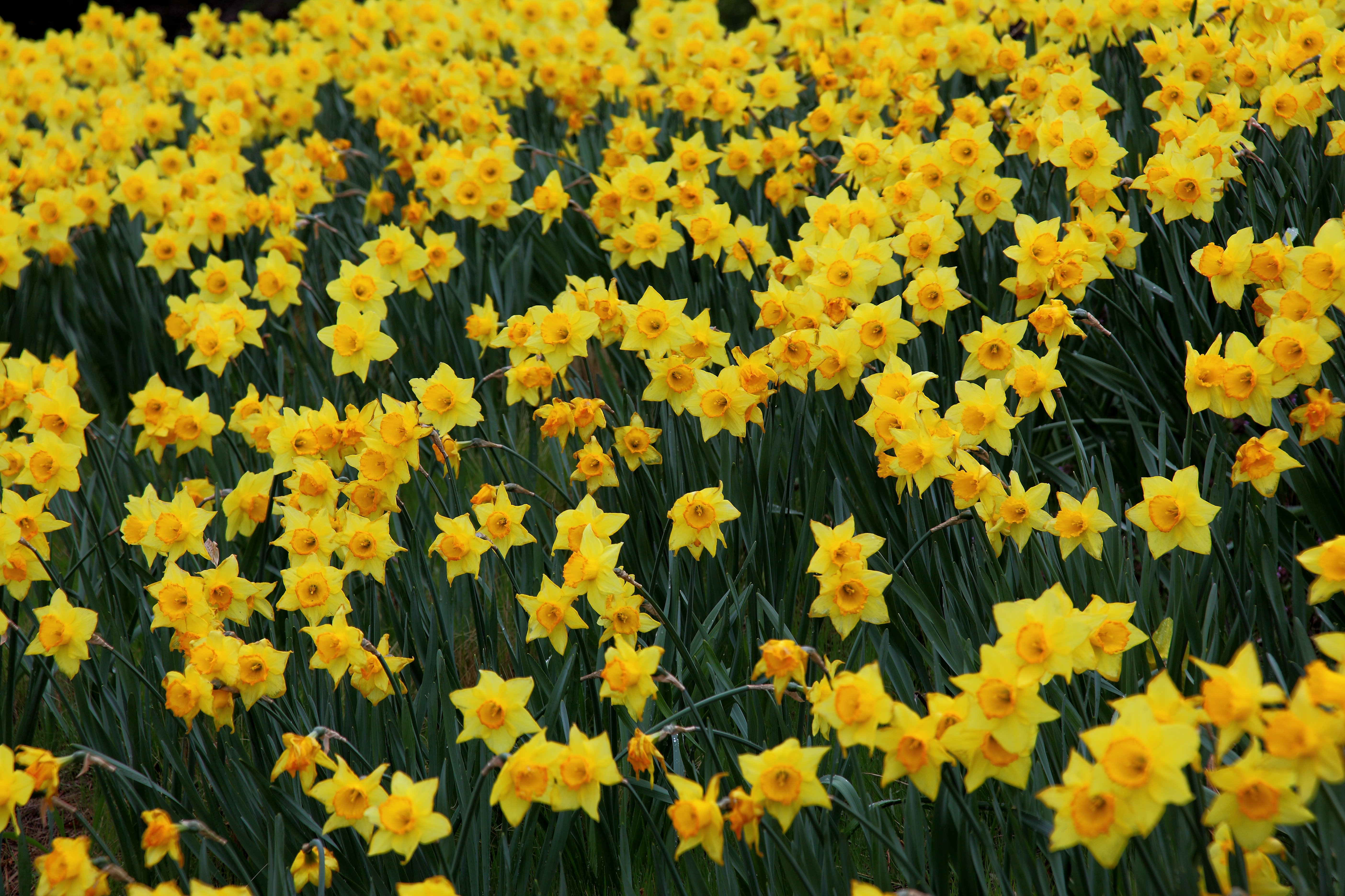 Field of Daffodils Wallpaper - WallpaperSafari