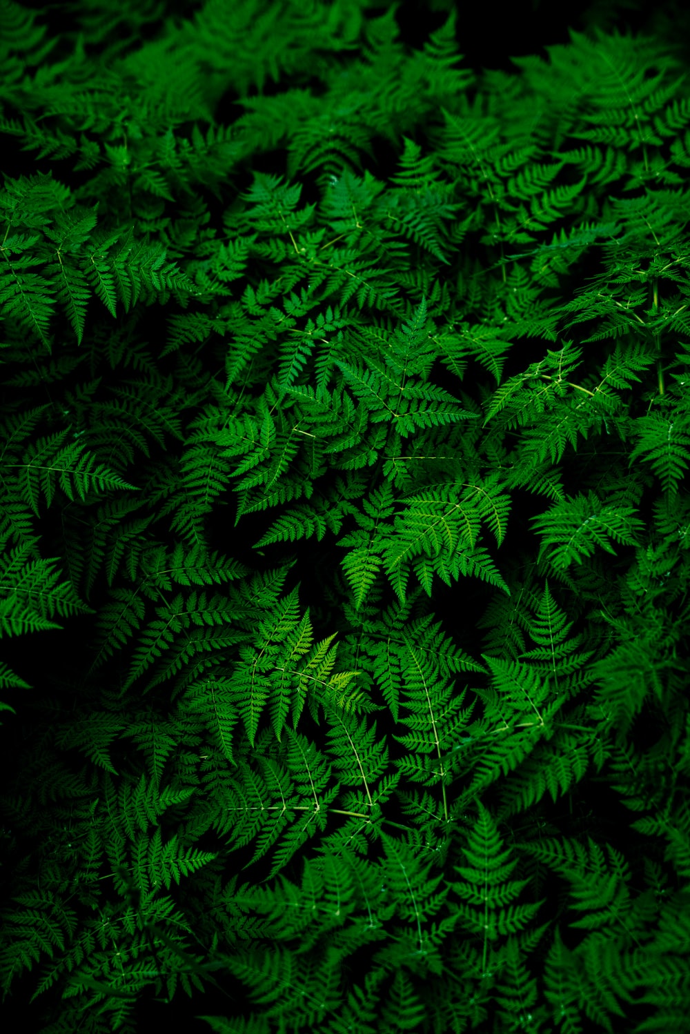 Green Wallpaper HD Hq