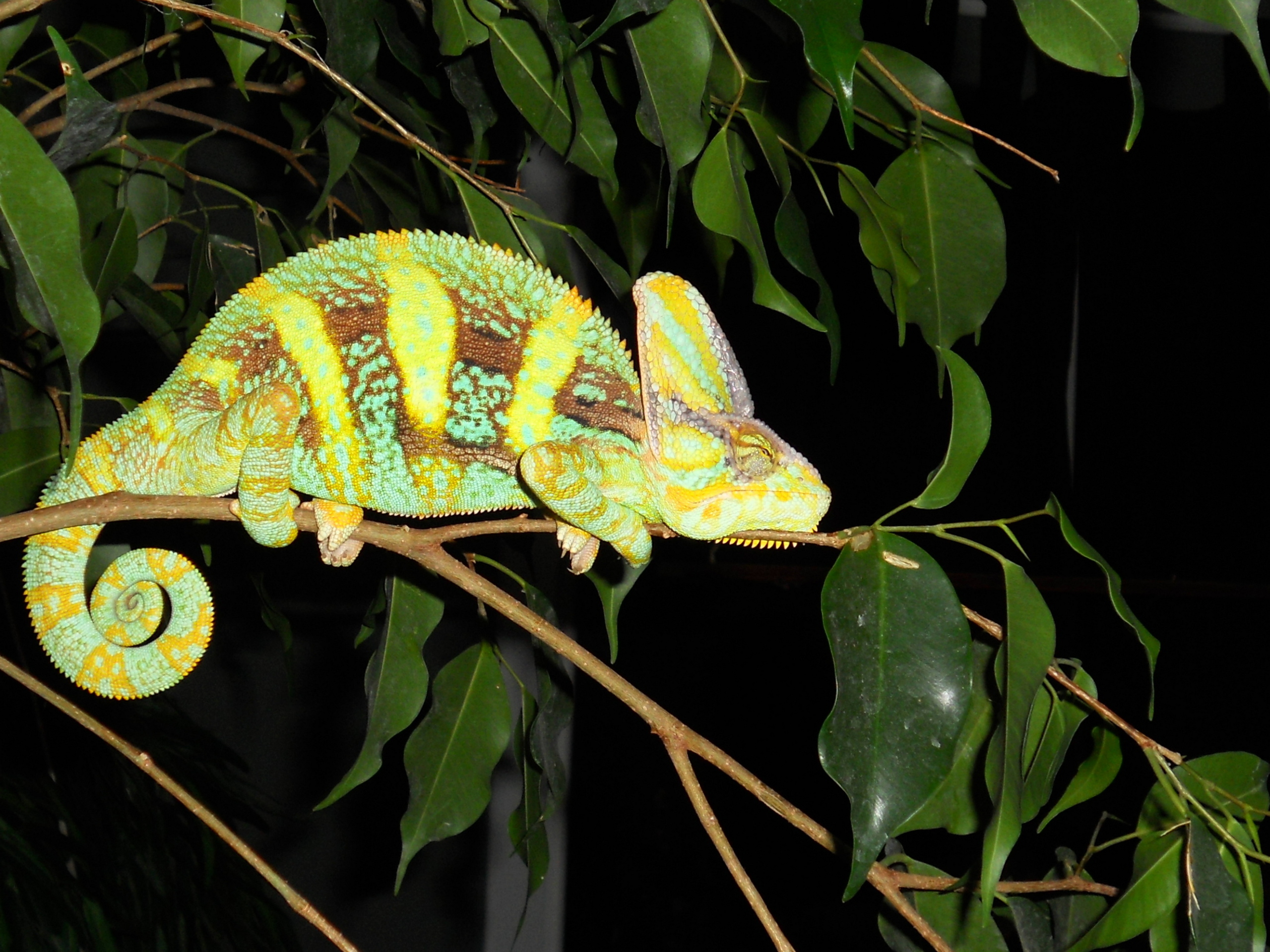 Animal Veiled Chameleon Wallpaper