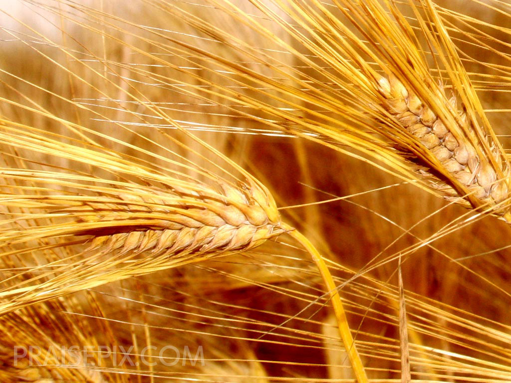 Close Up Of Grain Suitable For Background Or Illustraiton