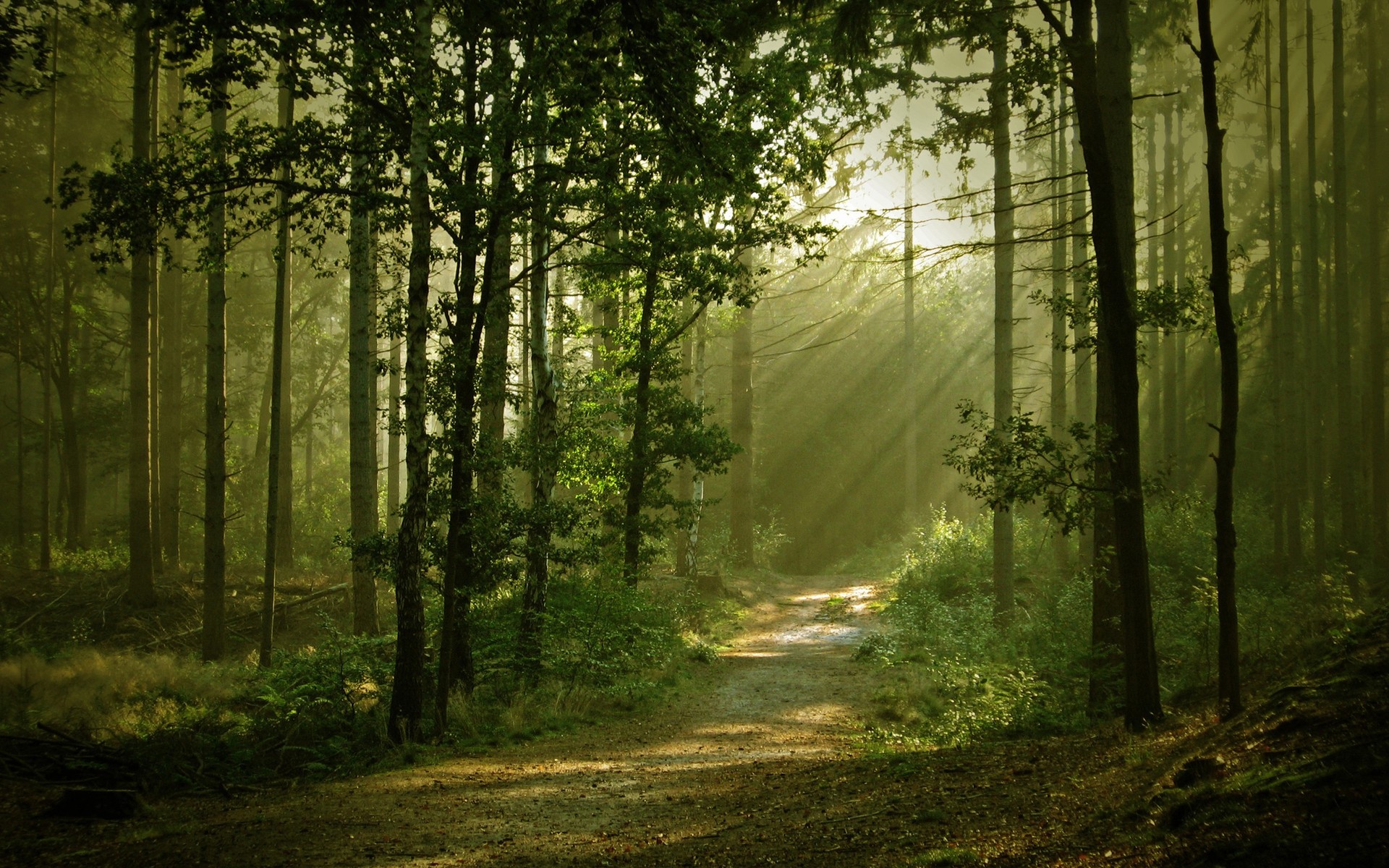 Landscapes Forest Path Sunlight Filtered Beam Ray Wallpaper Background
