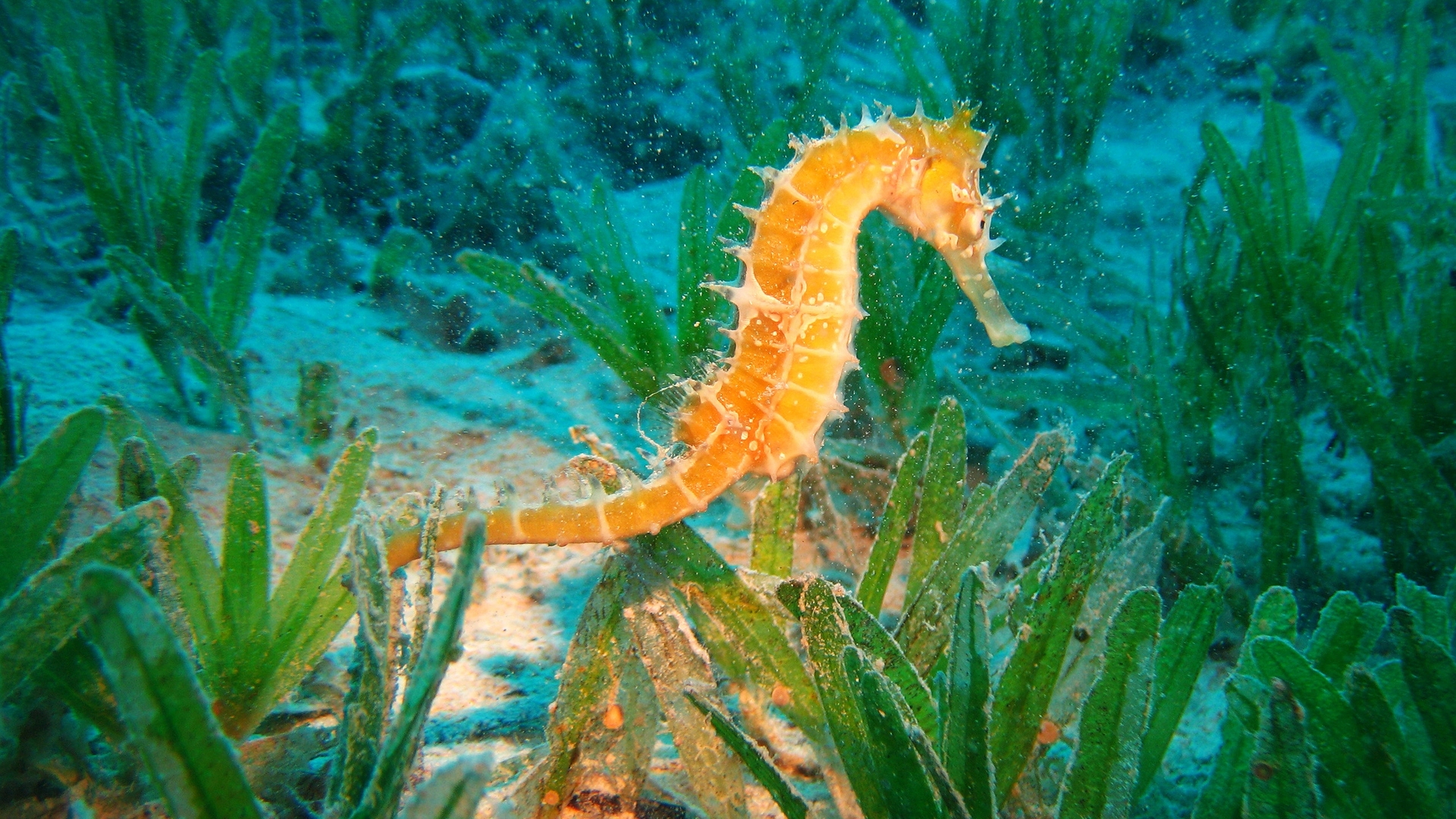 Seahorse In A Dirty Fish Tank Widescreen Wallpaper