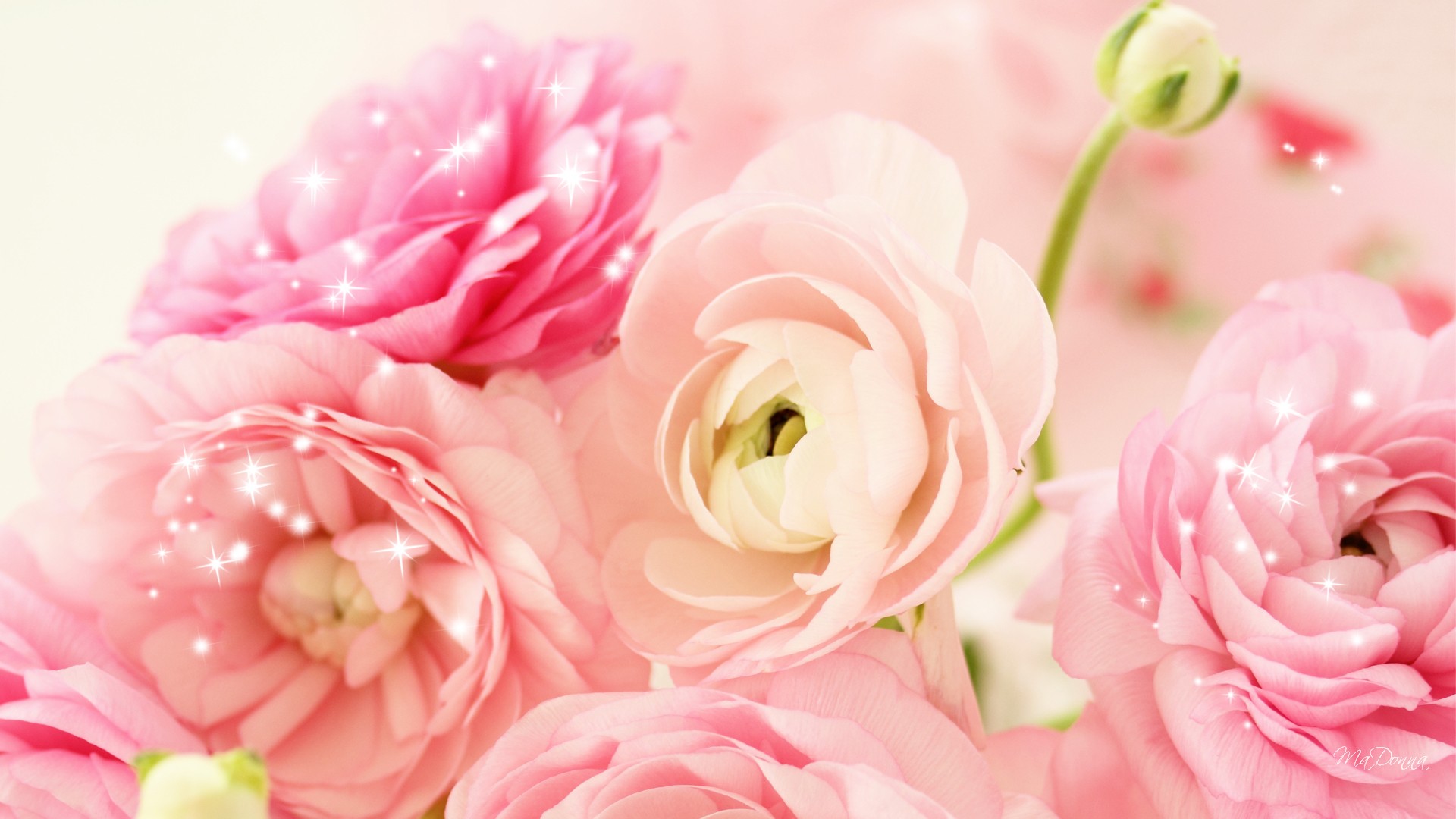 Of Peonies Peach Flowers High Quality Wallpaper Rose Flower