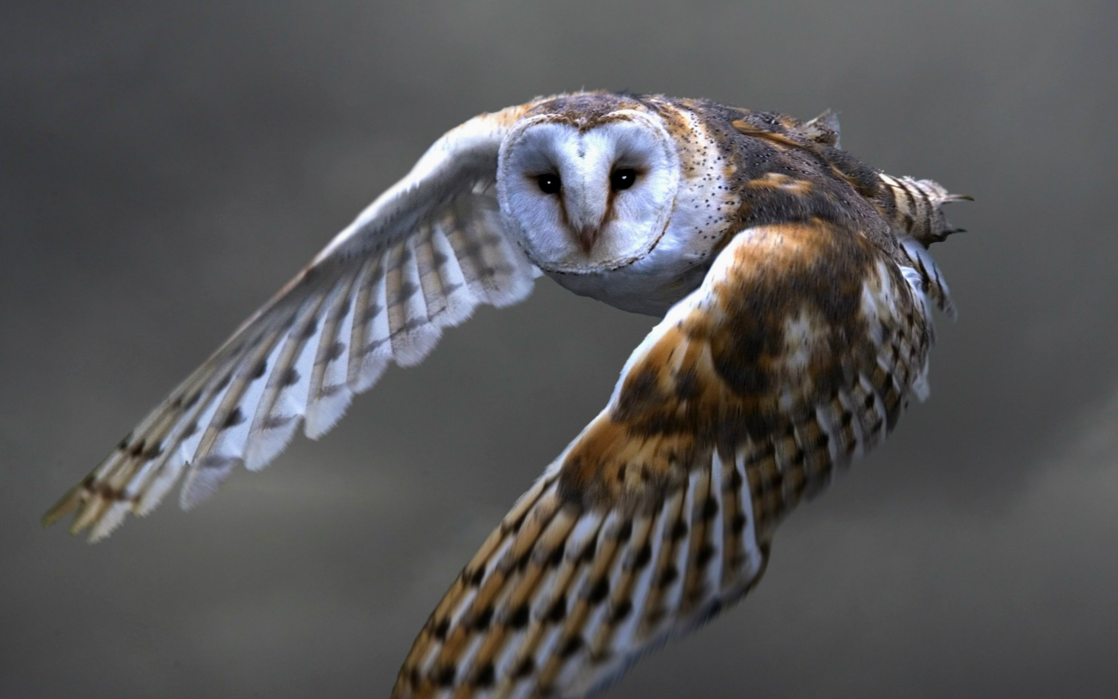 Wallpaper 3840x2400 Owl Barn owl Flying Bird Predator Ultra HD 4K 3840x2400
