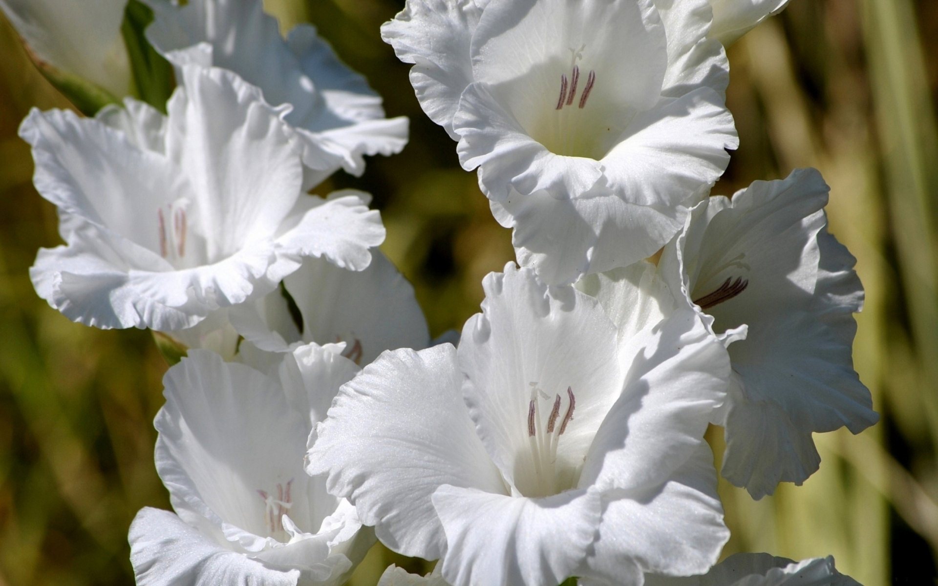 White Flowers Wallpaper