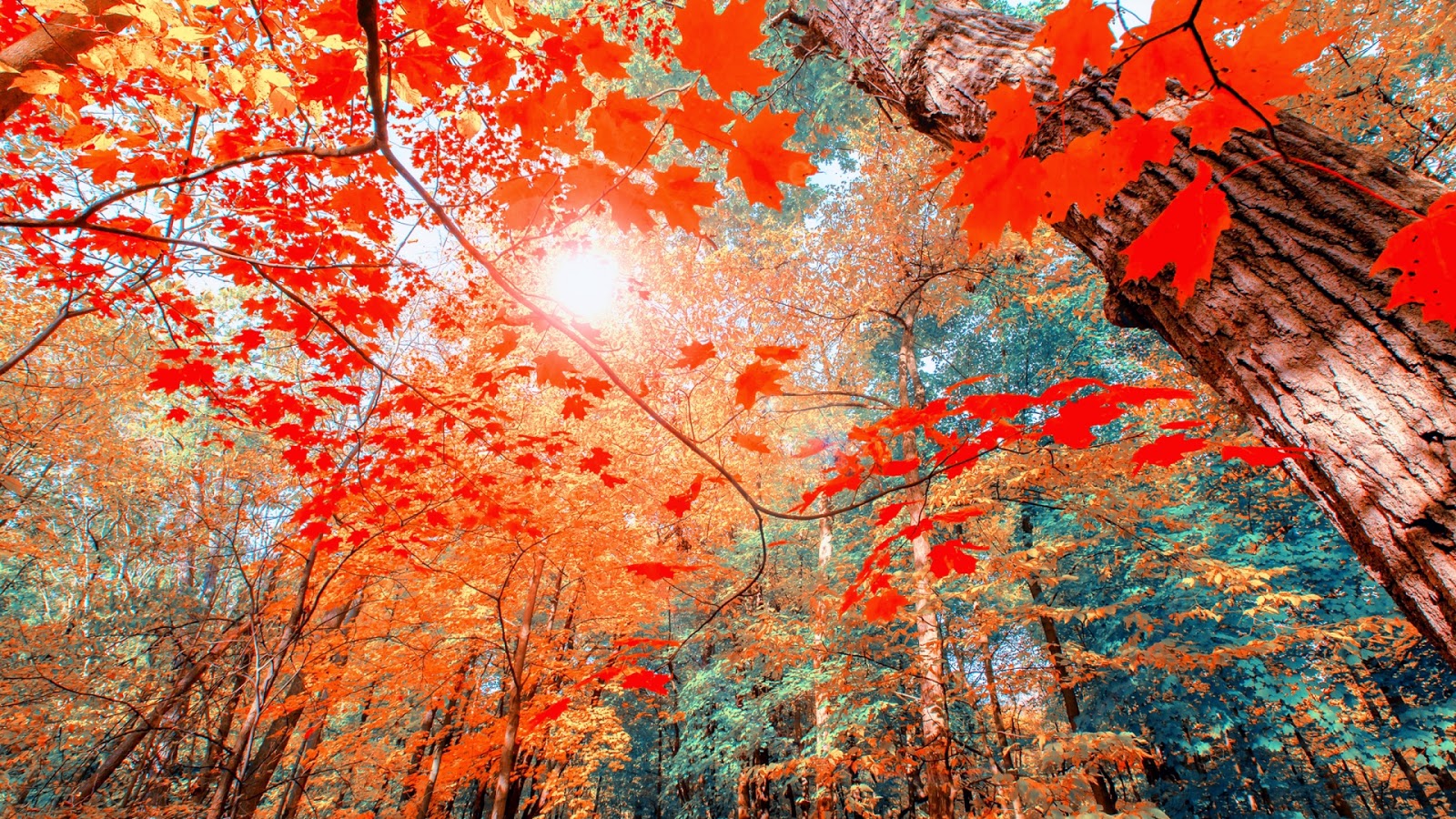 Autumn Aesthetic Wallpaper