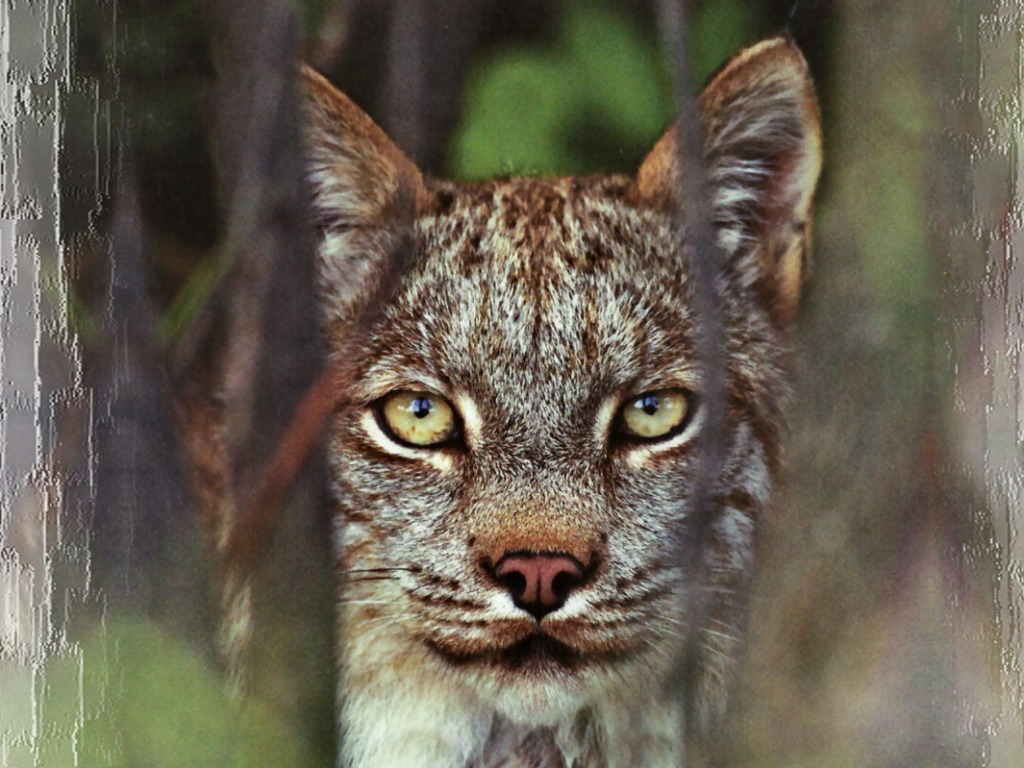 Lynx Wallpapers HD Wallpapers Pictures Images Backgrounds