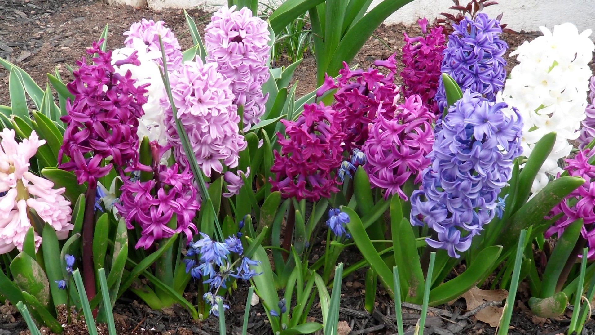 Best Hyacinth Wallpaper Screen