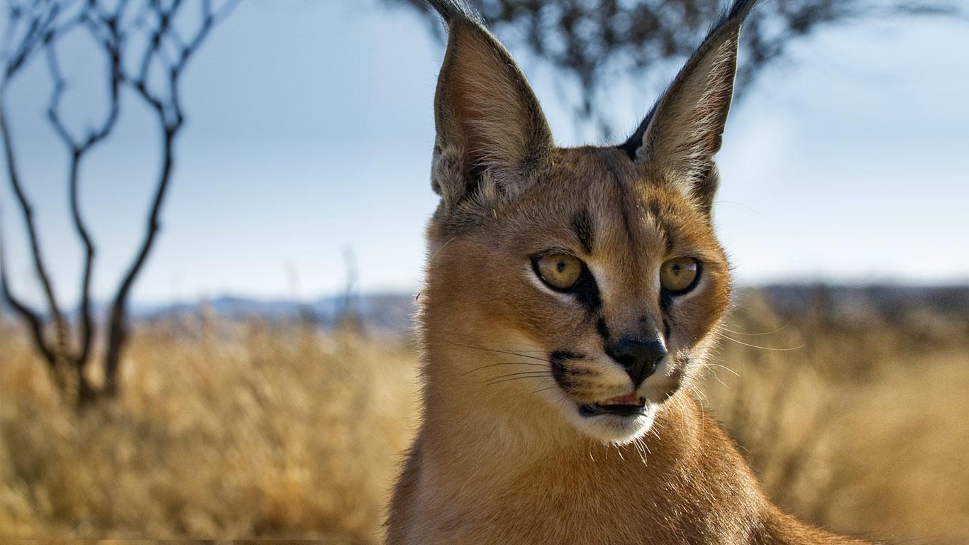 African Lynx Young Caracal In A Wildlife Sanctuary