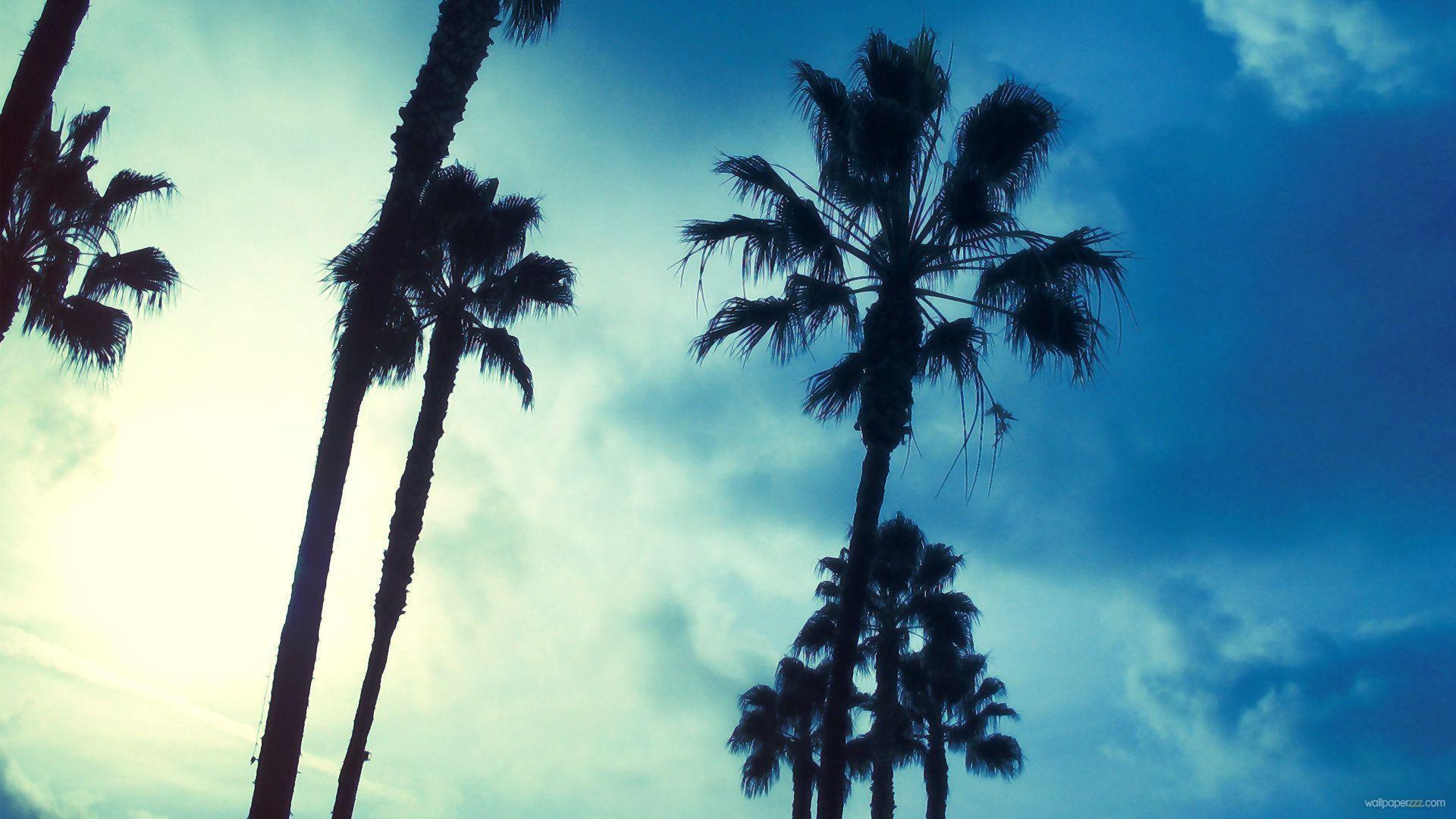 Palm Tree Wallpaper