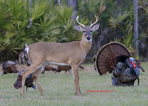 Wild Turkeys Wishing Everyone A Happy Thanksgiving Photo