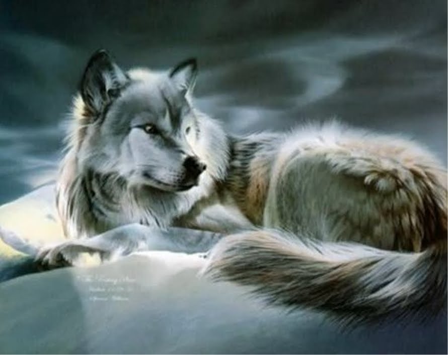 Animal Photo Wolf Anime Wallpaper