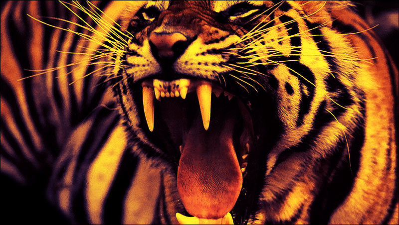 Angry Tiger by ADYD on