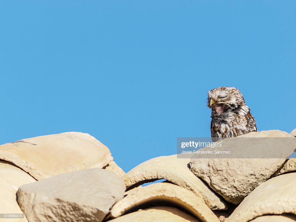 An Little Owl Asleep On Top Of A Roof Athene Noctua Stock Photo
