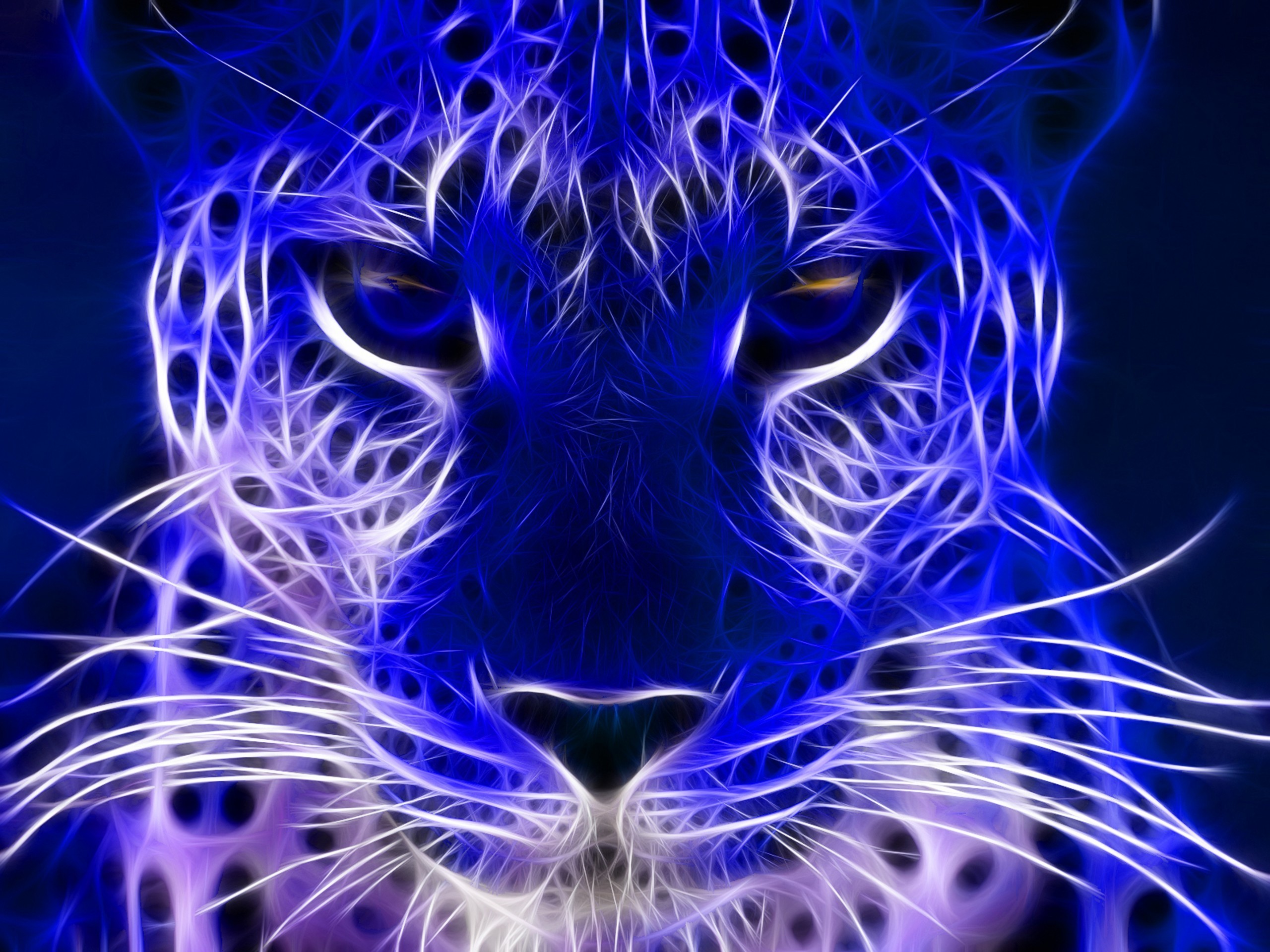 Animals Blue Cheetah Cat Cats Jooti Most Wallpaper HQ Backgrounds