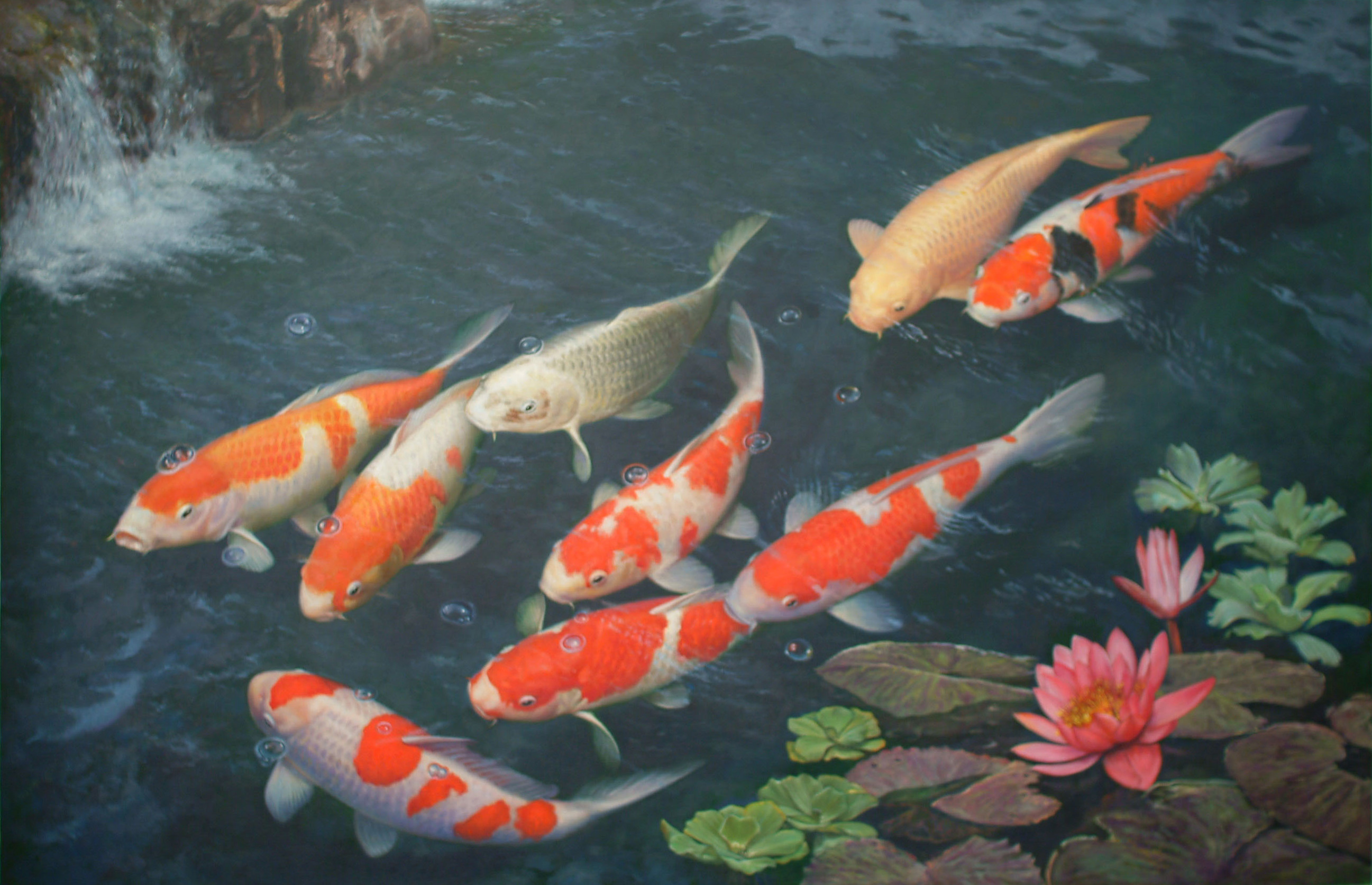 Gallery For Gt Japanese Koi Fish Pond Wallpaper