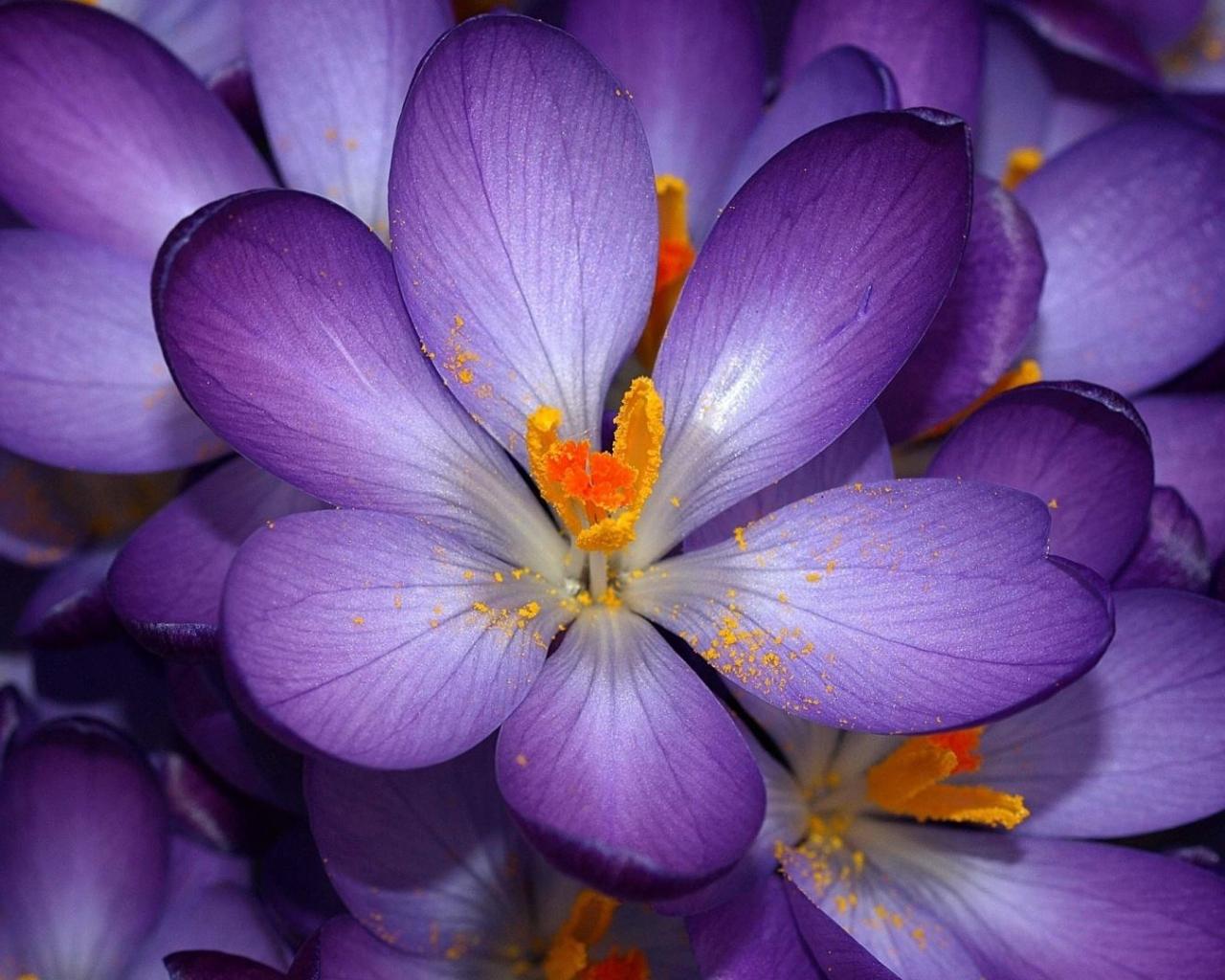 Desktop Wallpaper Purple Tulips Quotes