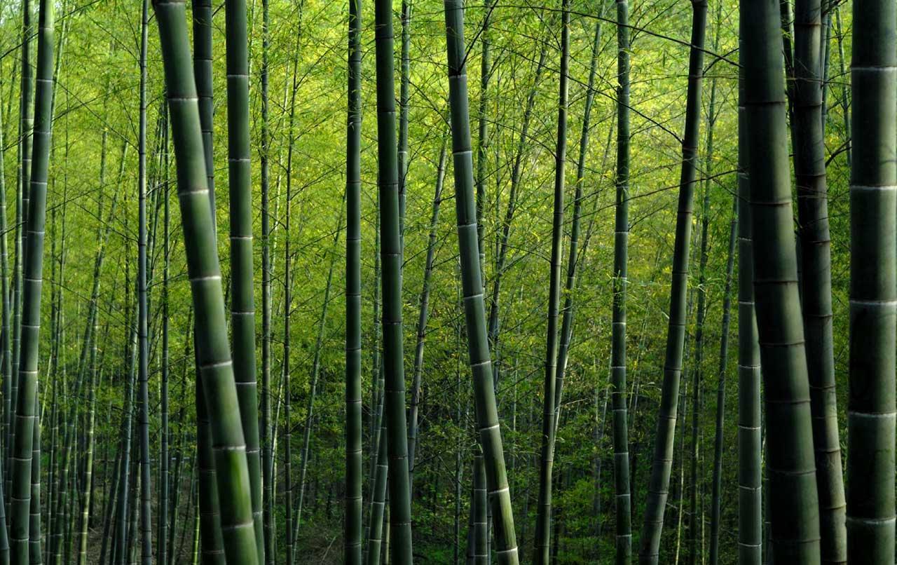 Background Wallpaper Windows Bamboo