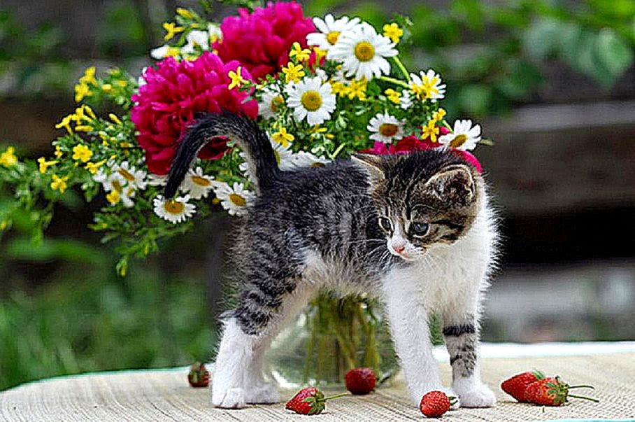 Cat And Flowers Wallpaper HD