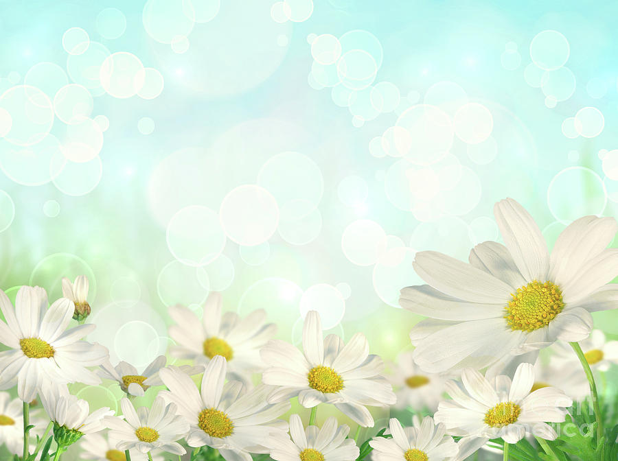 Spring Background With Daisies By Sandra Cunningham
