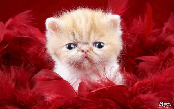 Cute Baby Cats Wallpaper Daily Photos