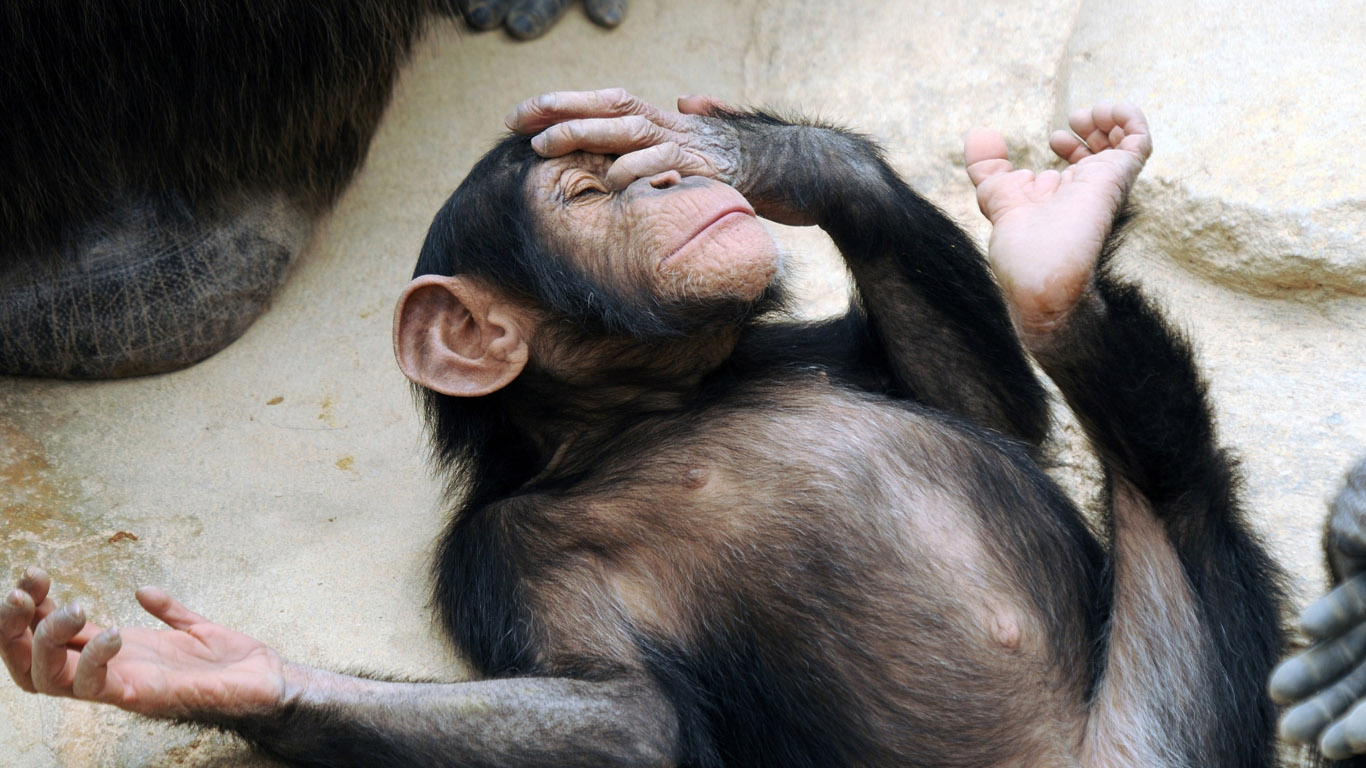 Background Chimpanzee Lost In Thought HD Wallpaper