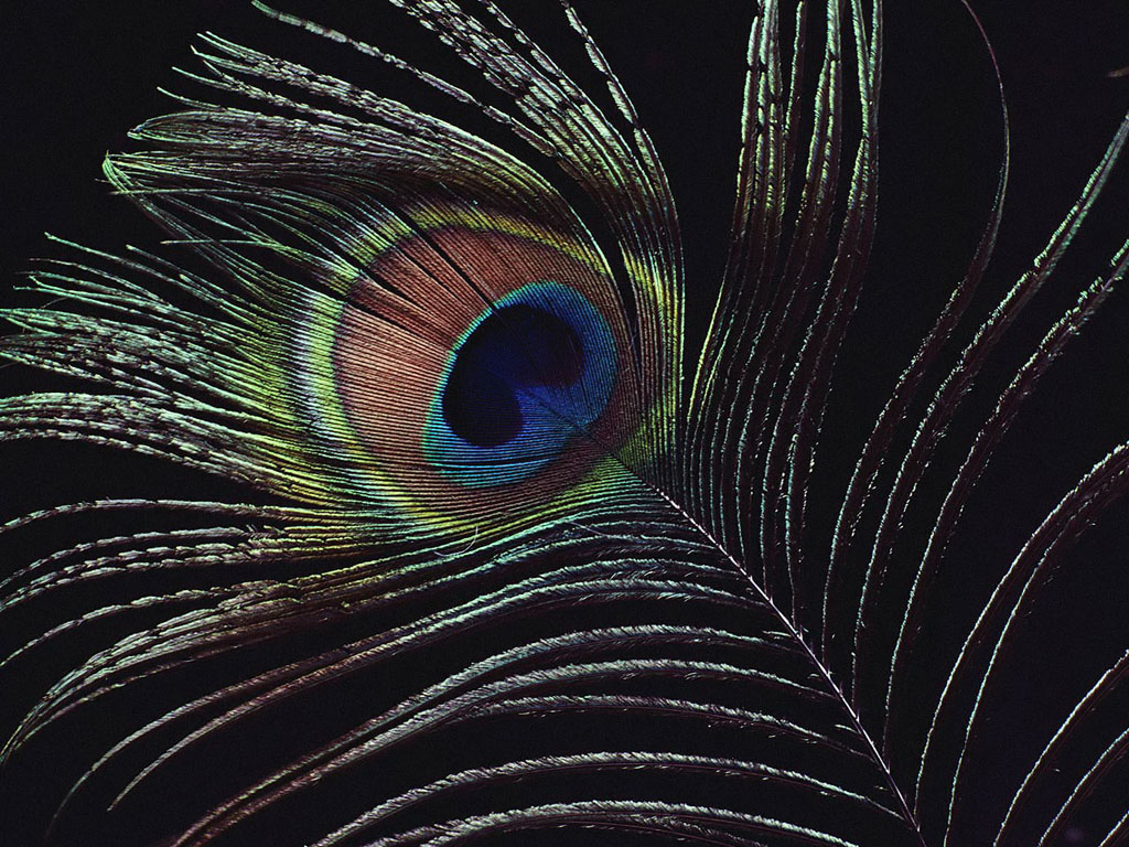 34+] Peacock Feather Desktop Wallpaper - WallpaperSafari