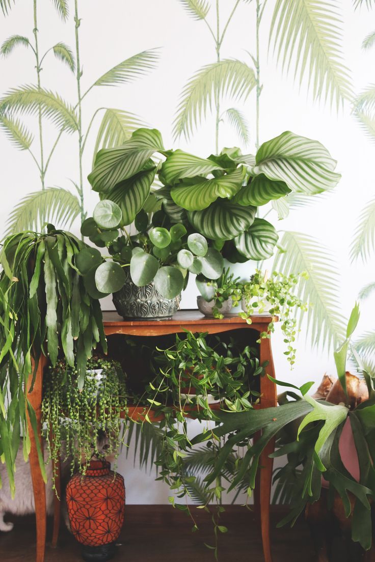 House Plants Against Fern Wallpaper Home Zimmerpflanzen