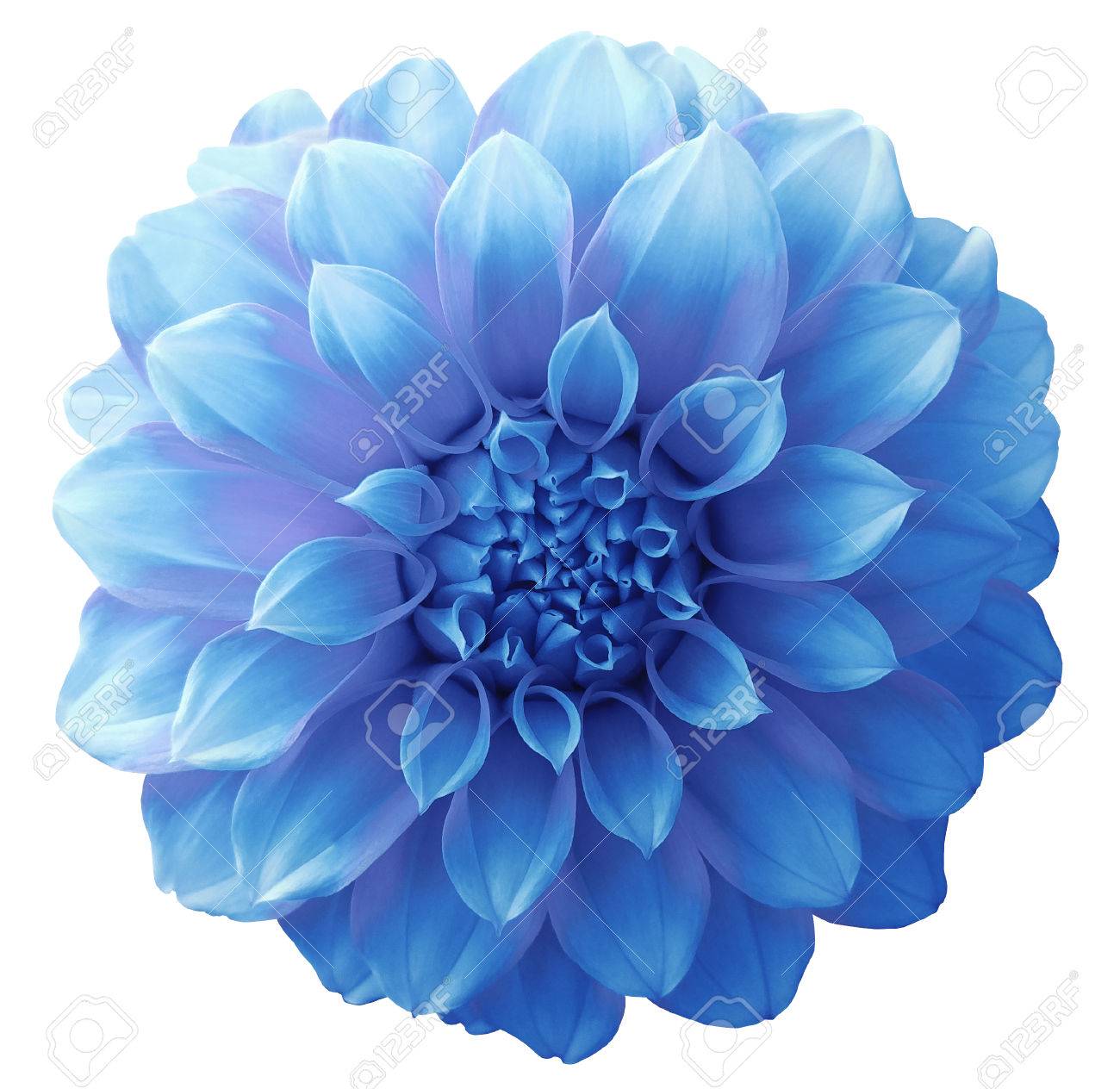 Dahlia Light Blue Flower Variegated White Background