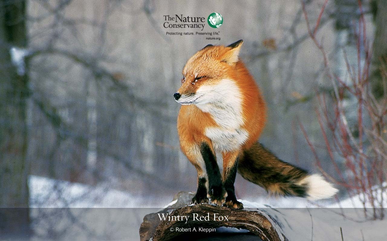 Displaying 13 Images For   Cute Red Fox Wallpaper