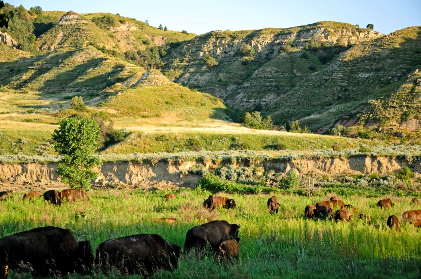 Theodore Roosevelt National Park Is A United States