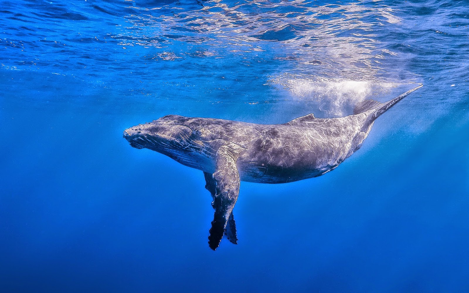 Blue Whale Wallpaper