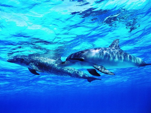 Dolphin Screensavers Aqua Life 3d Screensaver