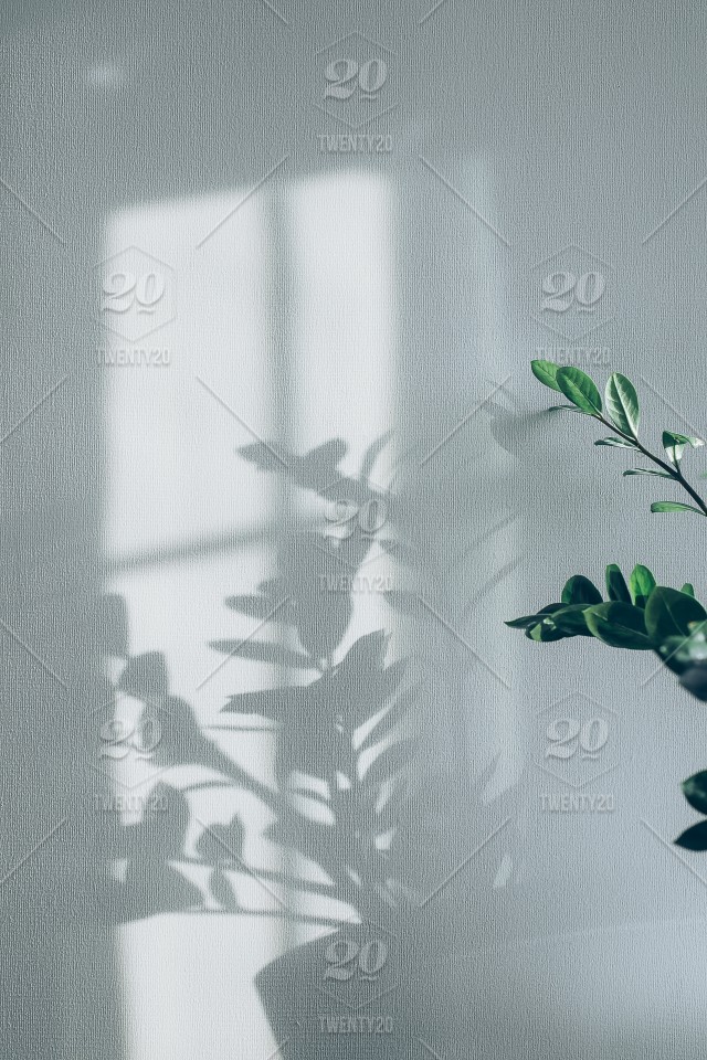 Silhouette Of Flowers Shadow On Wall Stock Photo F459470d E8fa