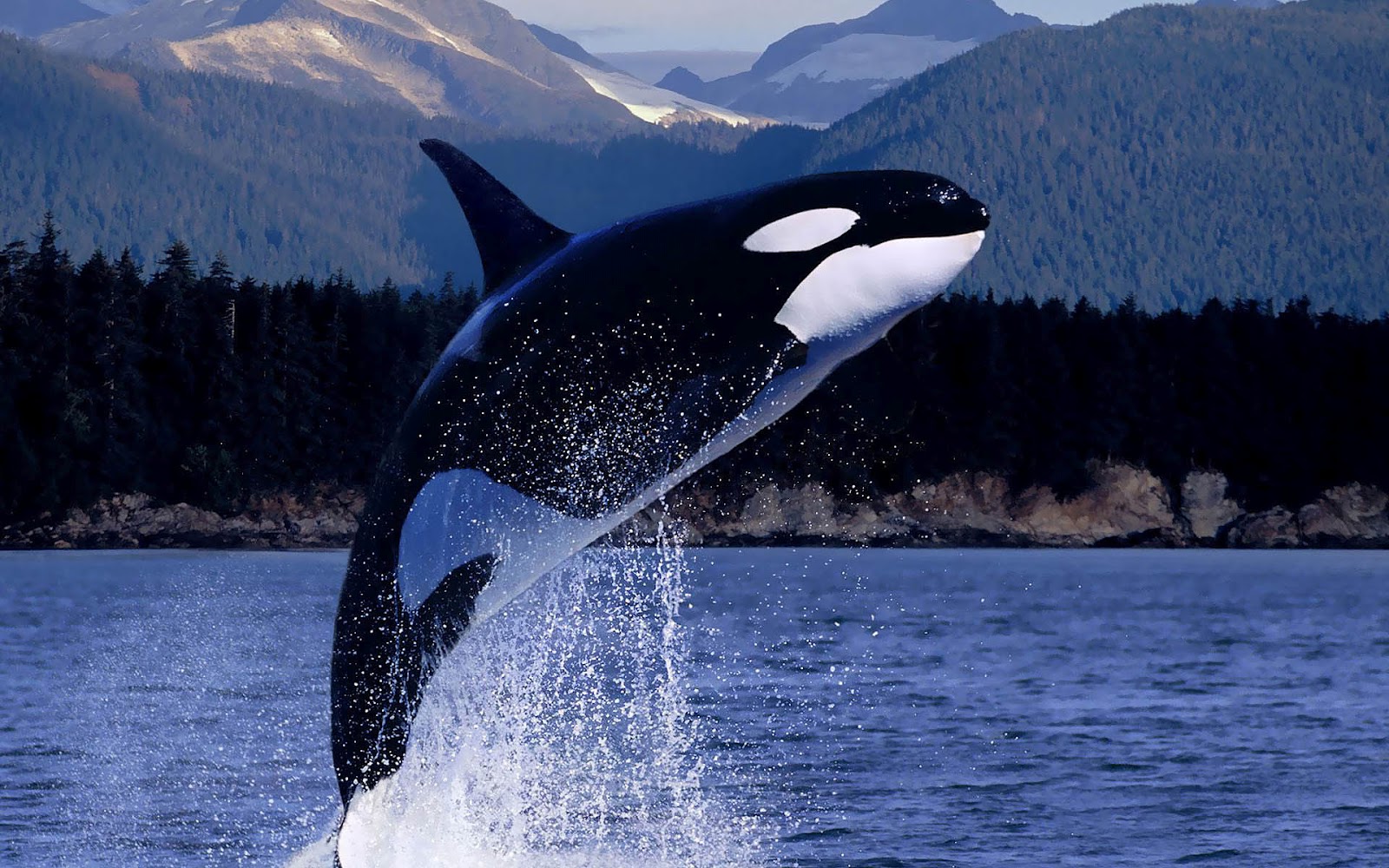HD Orca Killer Whale Wallpaper With A Jumping Out Of