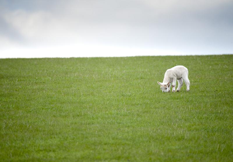 Cute Spring Lamb Little Grazing In A Lush Pasture