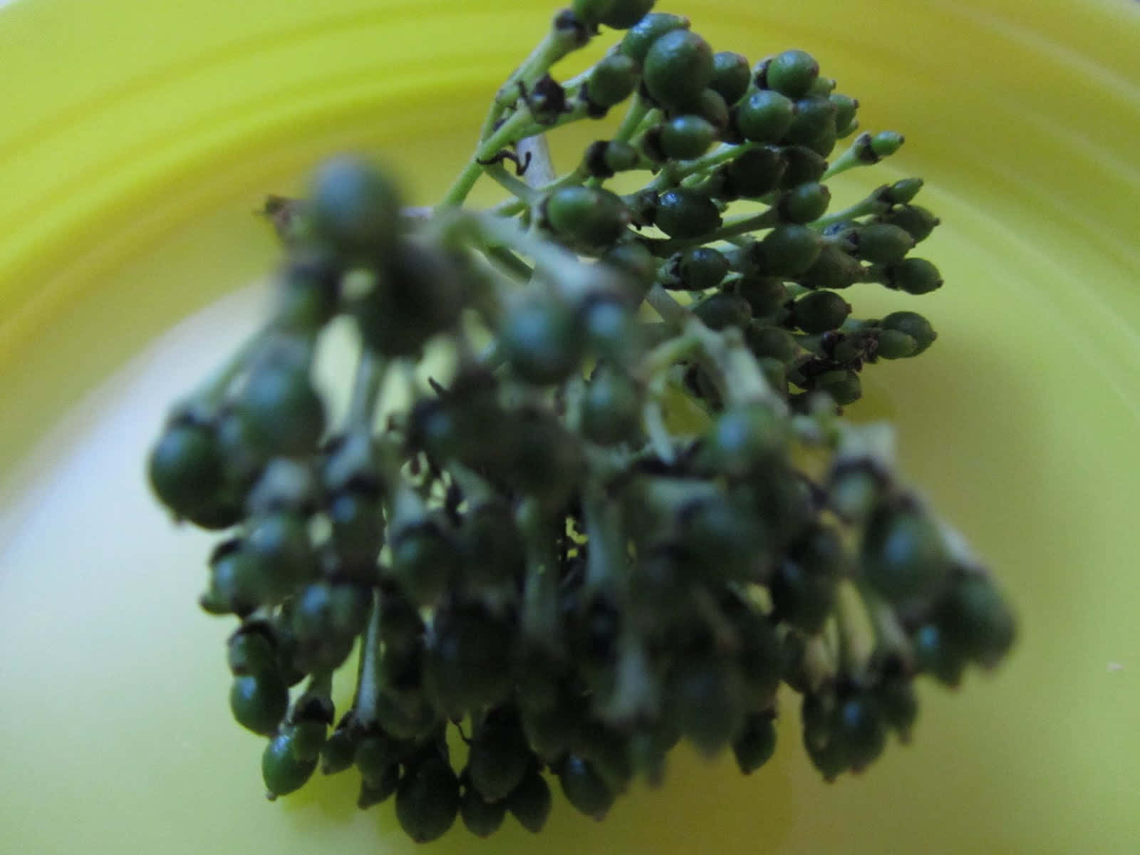 Premature Curry Berry Fruits Bunch In A Container Wallpaper