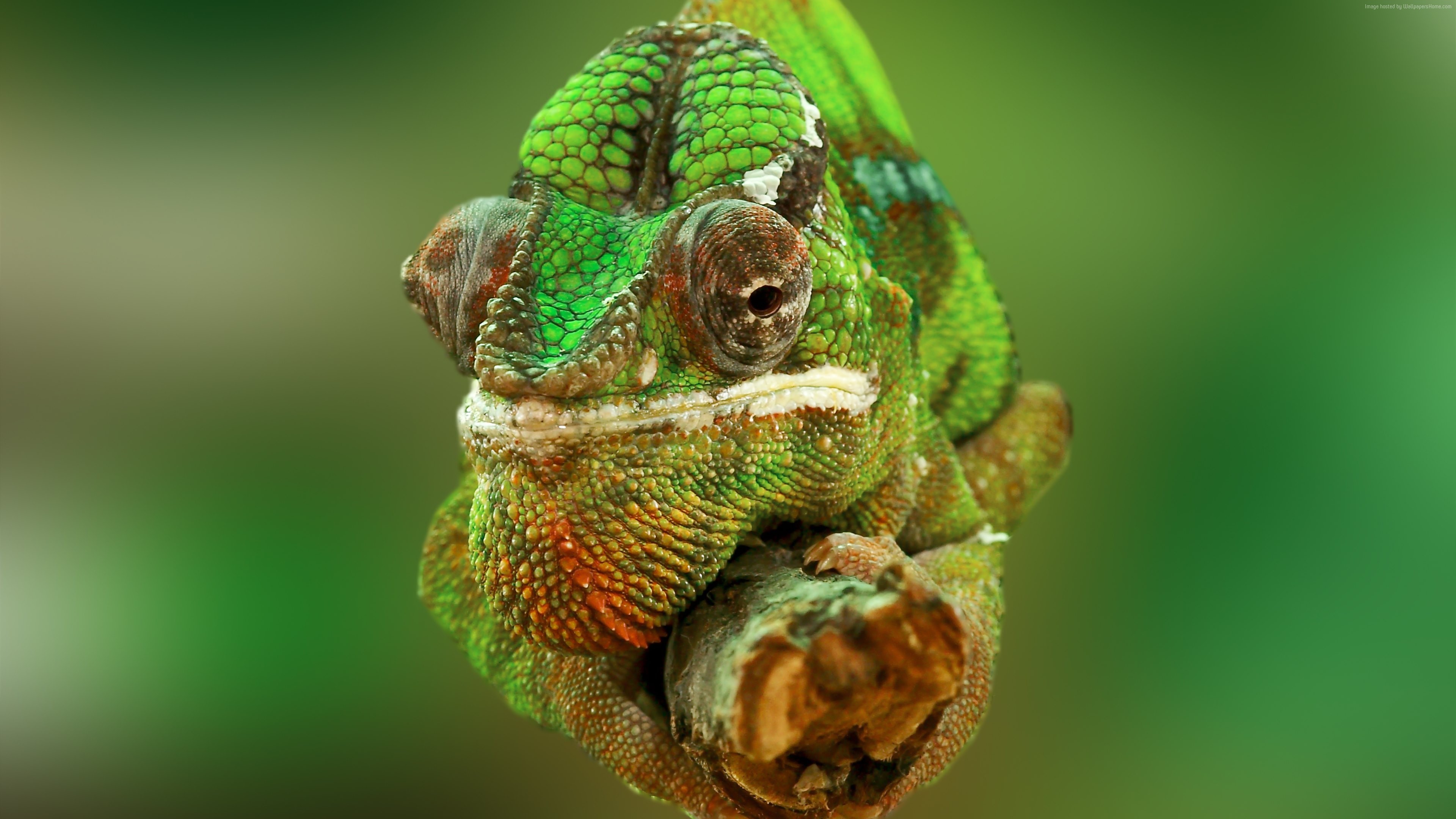 Wallpaper Animals Reptiles Chameleon Color Change Lizard Veiled