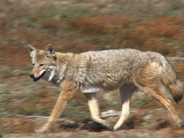 Coyote Wallpaper Picture Photo Animal