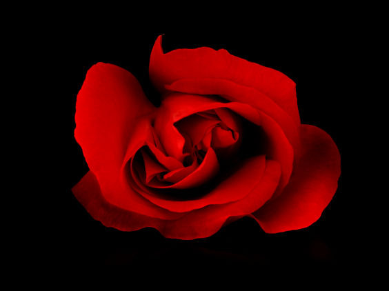 Red rose on black and white background Flowers in NanoPics