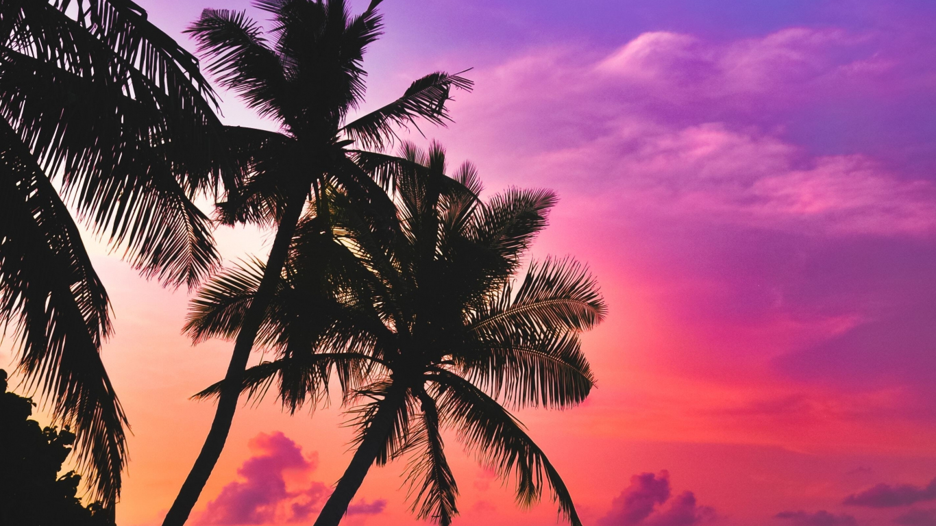 Tropical Island Beach Pink Sky Sunset Palms