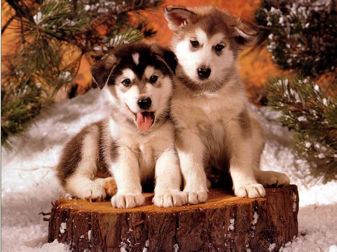 Free Christmas Wallpaper With Dogs O7634G5 1152x864   Picseriocom