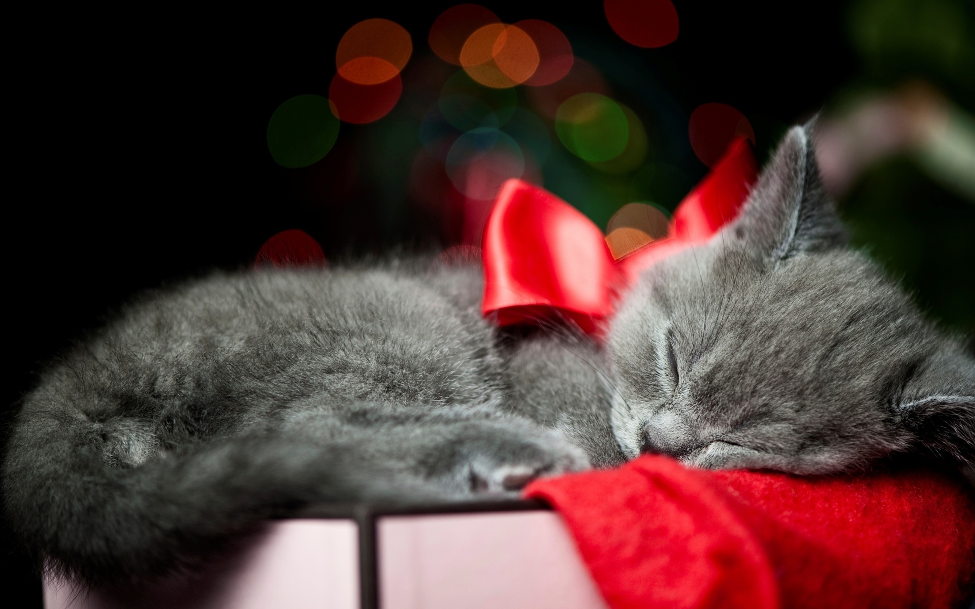 Christmas Bow Red Animals Cats Kittens Whiskers Sleep Cute Wallpaper