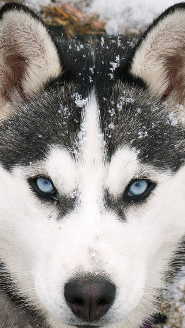 Best HD Siberian Wolf Wallpaper For iPhone