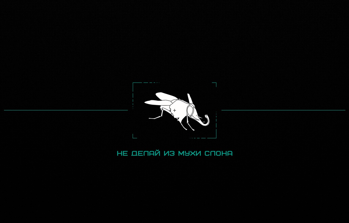 Wallpaper White Fly Black Elephant Texture Green The Phrase