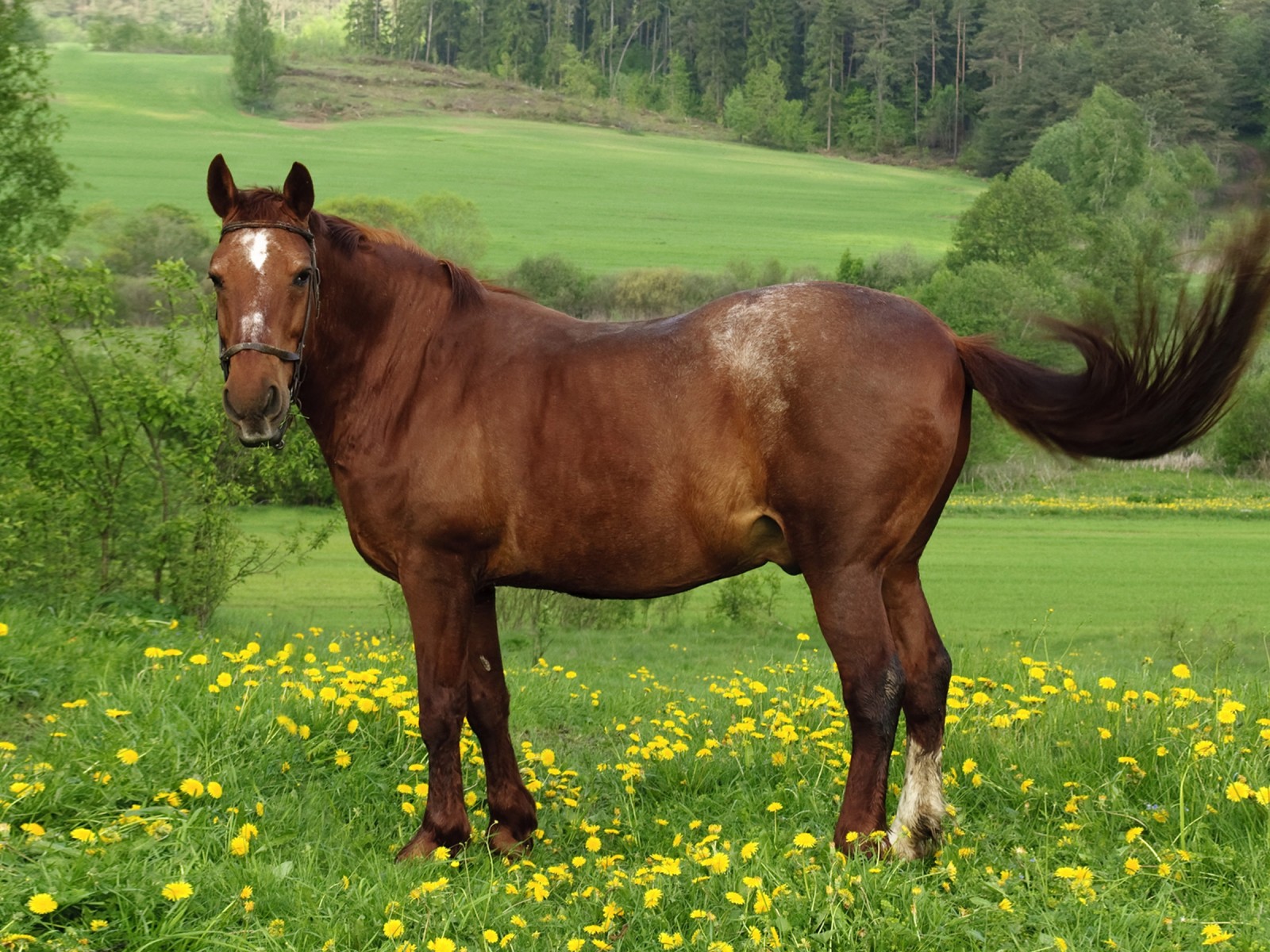 Racing Red Horse Meadow Pasture Royalty Desktop Wallpaper