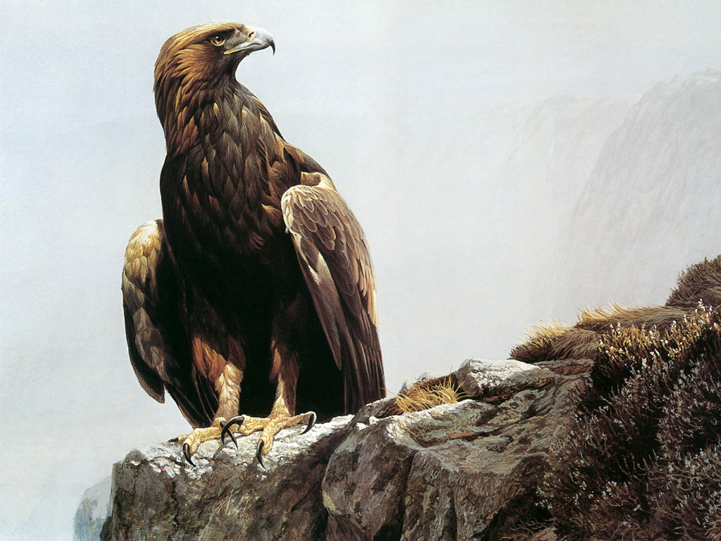 Golden Eagle Wallpaper HD In Animals Imageci