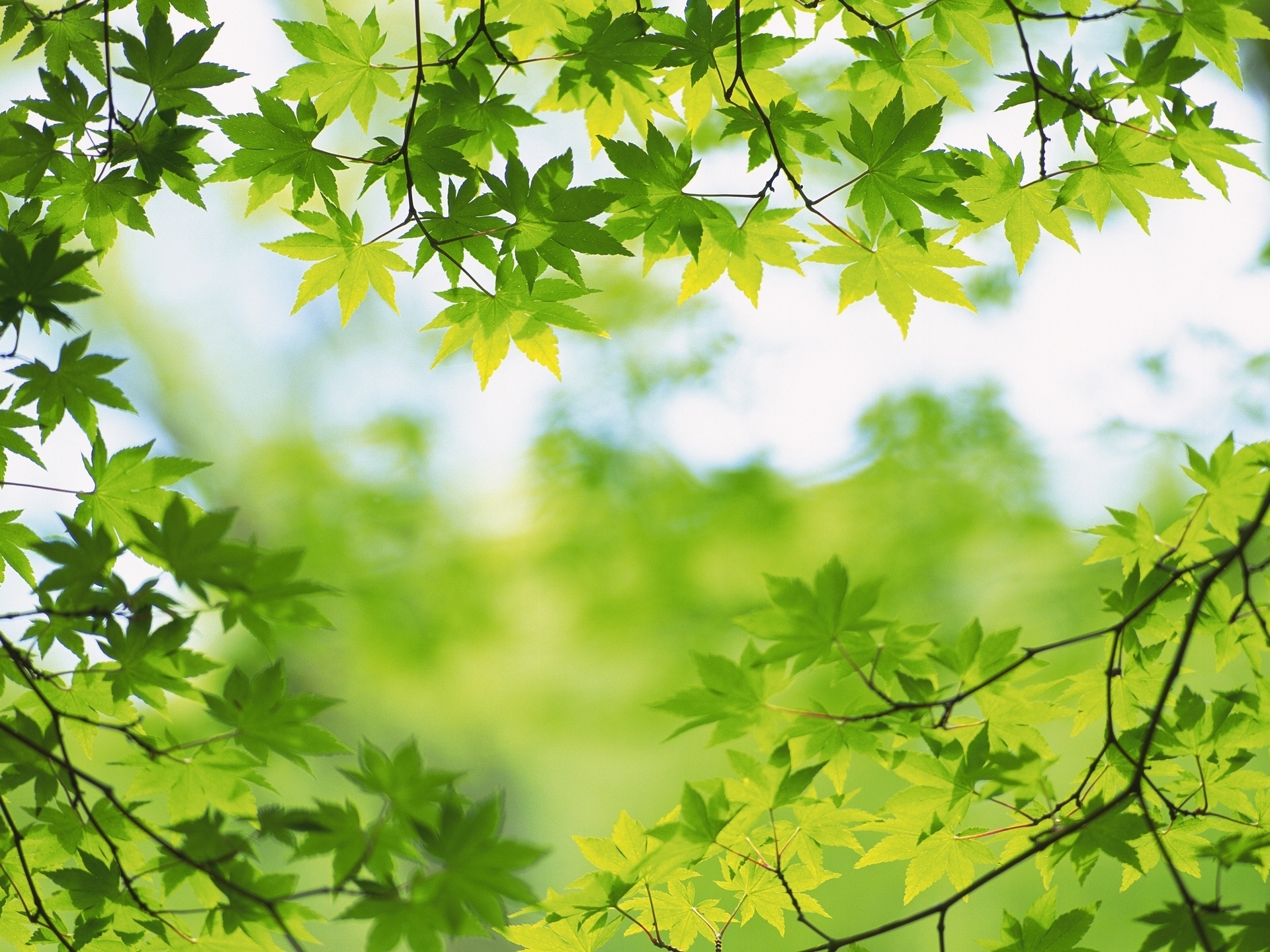 Green images Green leaves HD wallpaper and background photos 22176085